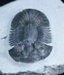 Platyscutellum Trilobite With Axial Spines #2965-3
